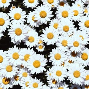 aaaaaaa级毛片高黄
